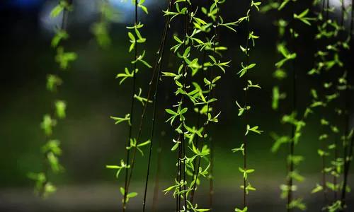 世間真情何需賣弄