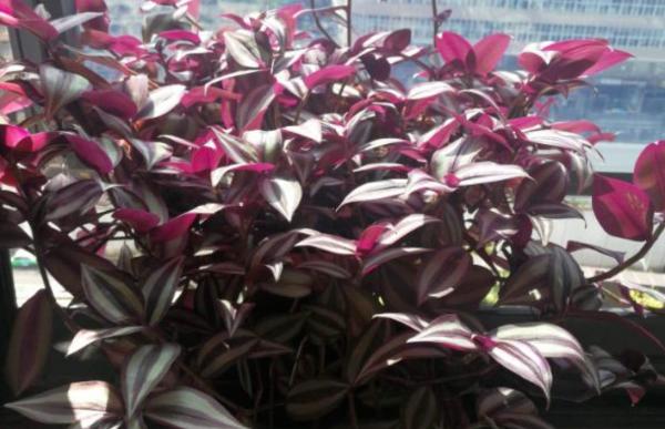 葉子美過花，簡單5個方面，輕鬆養好紫竹梅