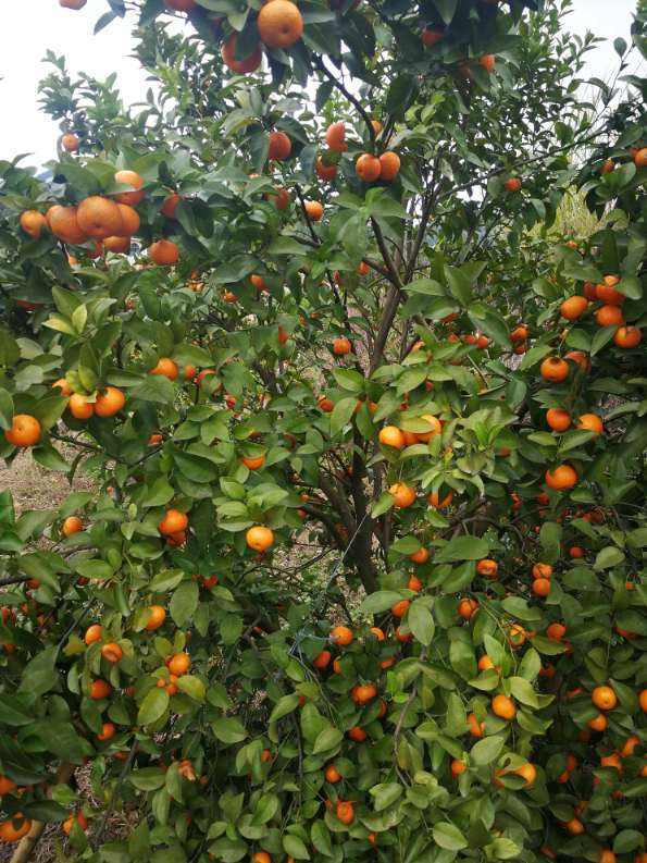快過年了，家裡養盆金燦燦的桔子樹，吉祥又喜慶