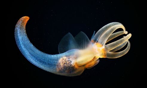 為什麼生物都是大體上對稱的，有沒有不對稱的生物？