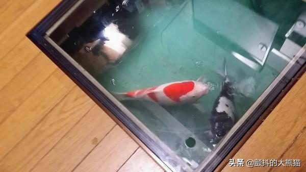 鬼才改造 把閒置的地板下收納櫃改成這樣的話 老婆確實會憤怒 鬼才改造 把閒置的地板下收納櫃改成這樣的話 老婆確實會憤怒