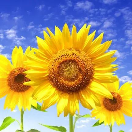 40歲以後怎樣延緩白髮生長