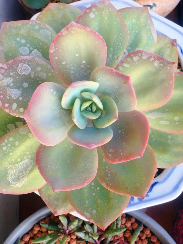 落日餘暉映照下的多肉