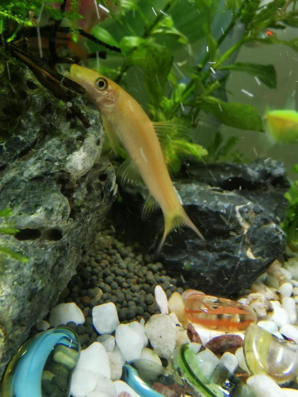 清苔鼠失蹤事件 清苔鼠失蹤事件