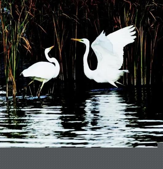 溼地白鷺贊