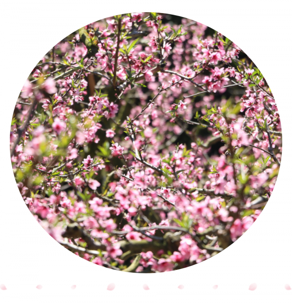 絕美！蒙自萬畝桃花開~