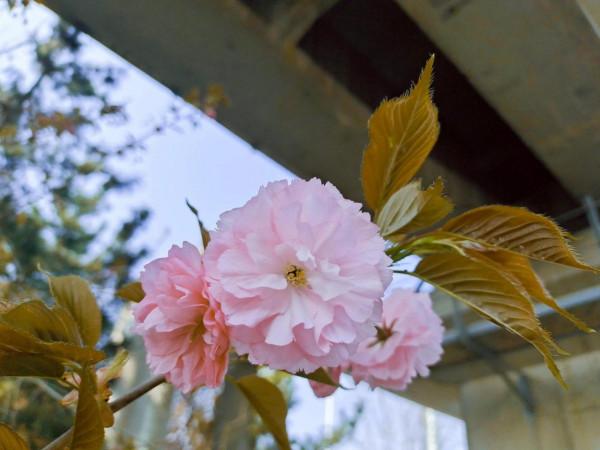 又是一年春好處