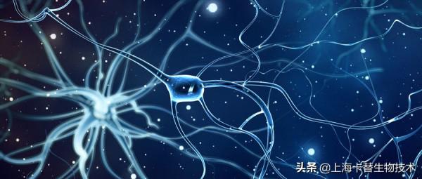 奈米聚合物支架促進神經幹細胞神經元分化