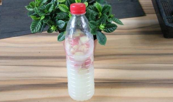 蘋果皮拿來養花,效果比肥料還好,花像打了雞血一樣瘋長 蘋果皮拿來養花,效果比肥料還好,花像打了雞血一樣瘋長