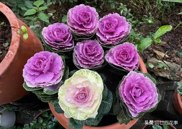 7款真正的耐寒花,冬天露養凍不死,下雪天也能變美開花 7款真正的耐寒花,冬天露養凍不死,下雪天也能變美開花