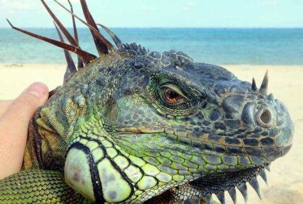 在售車型命名大賞：動物、飲料、地名能想到的都在這裡