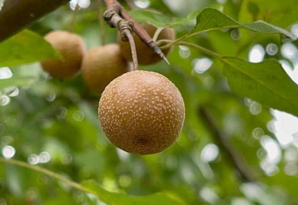 雲南大山裡邂逅&OpenCurlyDoubleQuote;野橄欖&rdquo;，味道先酸澀後回甘，最好吃的是豆梨