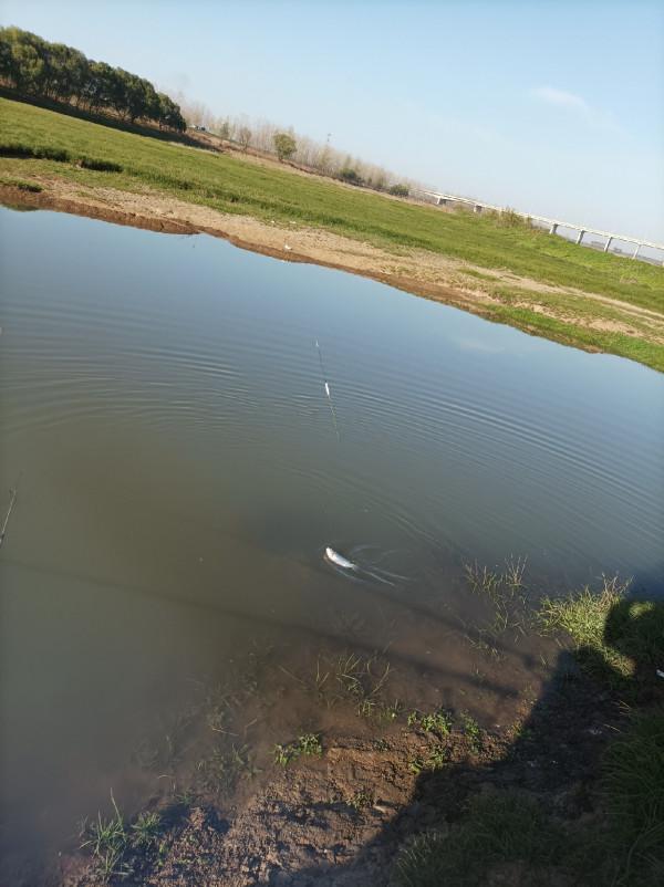 5米寬的河溝頻率逐漸加快，魚口竟然如此暴躁