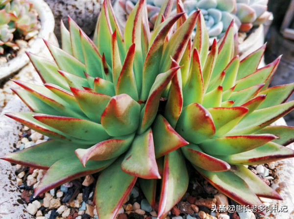 東雲系多肉較易出狀態,而這6個品種尤其如此,冬天可輕鬆上色 東雲系多肉較易出狀態,而這6個品種尤其如此,冬天可輕鬆上色