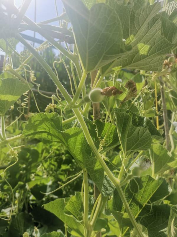 親近自然,感受勞動的快樂------張明中心幼兒園種植園採摘活動 親近自然,感受勞動的快樂------張明中心幼兒園種植園採摘活動