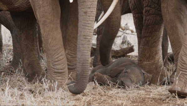 非洲特大旱災，動物屍橫遍野，50歲大象女王用智慧拯救族群