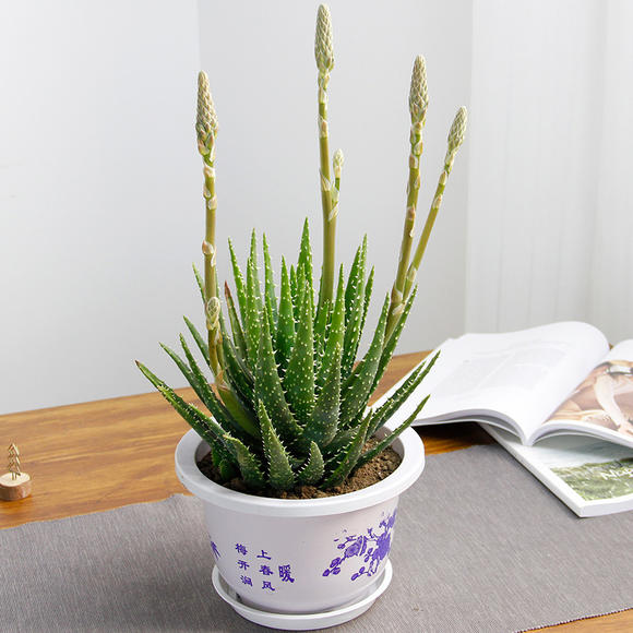 9種“健康花”，能吃能泡茶，客廳養一盆，清潔空氣，吉利大氣