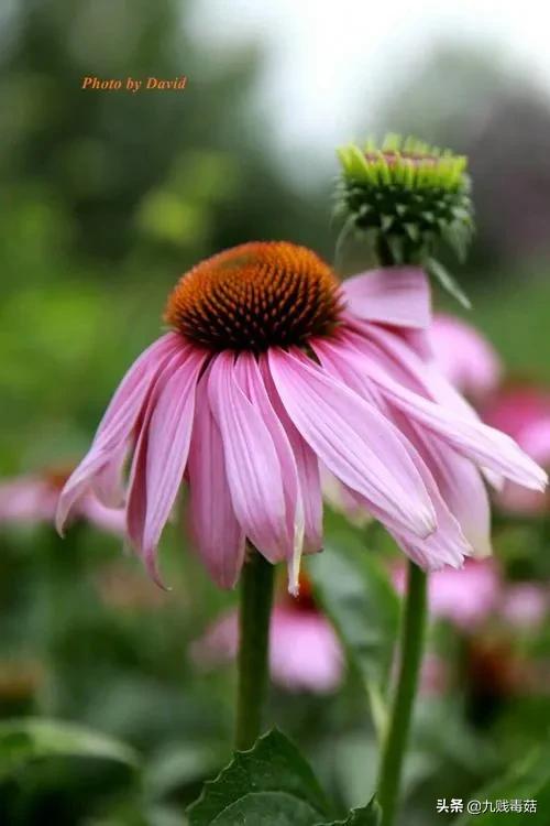 （小小說）臘月梅