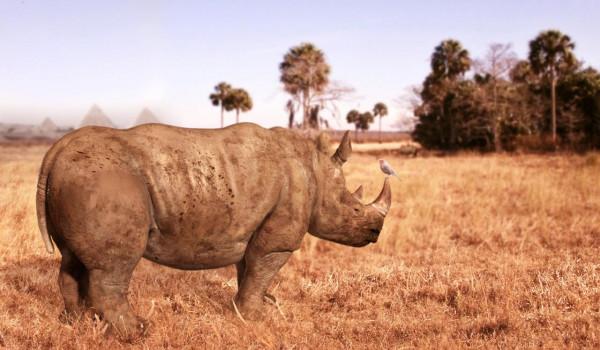 《我是誰》丟失的片段,成龍大戰犀牛,攝影師失誤造成永遠的遺憾 《我是誰》丟失的片段,成龍大戰犀牛,攝影師失誤造成永遠的遺憾