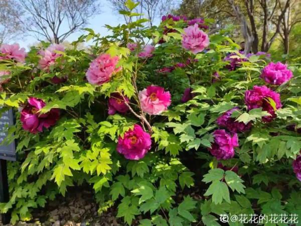 10種花不怕冷,先別搬進屋,放外面凍一凍,開花更旺 10種花不怕冷,先別搬進屋,放外面凍一凍,開花更旺