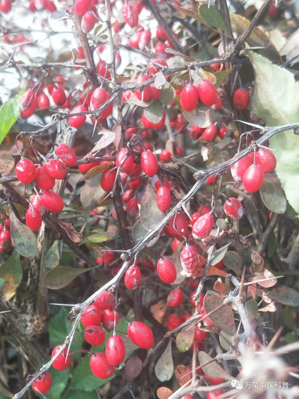 綠化帶常見植物，你認識嗎？可以藥用