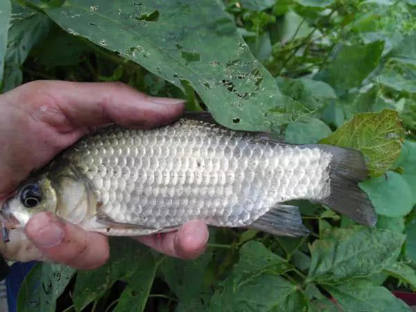 秋天釣土鯽也能爆護,全靠老釣友分享的“蘸餌釣法 秋天釣土鯽也能爆護,全靠老釣友分享的“蘸餌釣法