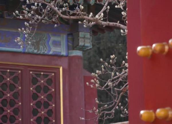 紫禁城記憶之14:皇家藥鋪之謎（話說北京之111）