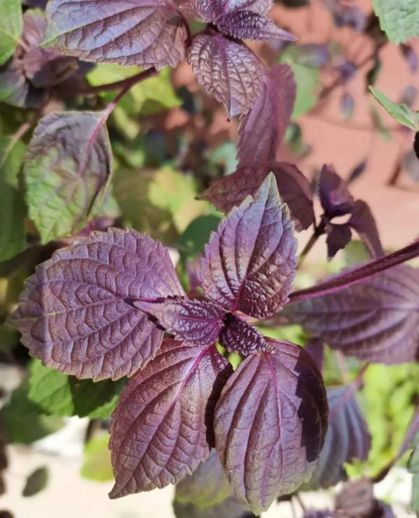 6種香草盆栽，掐個葉子就能吃，味道清香四溢