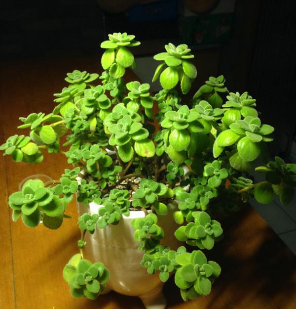 人養花,花亦養人!10種小盆栽,晚上不爭氧,適合養臥室 人養花,花亦養人!10種小盆栽,晚上不爭氧,適合養臥室