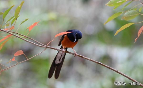 樂不思蜀的候鳥——白腰鵲鴝