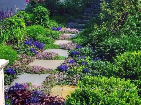 7種最好用的地被植物：豐富花境花園色彩，控制雜草