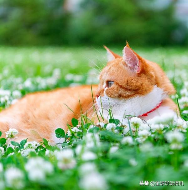 民間貴妃橘～貓（Russia 喵）