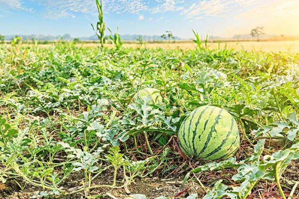 又見啞巴哥(散文) 又見啞巴哥(散文)