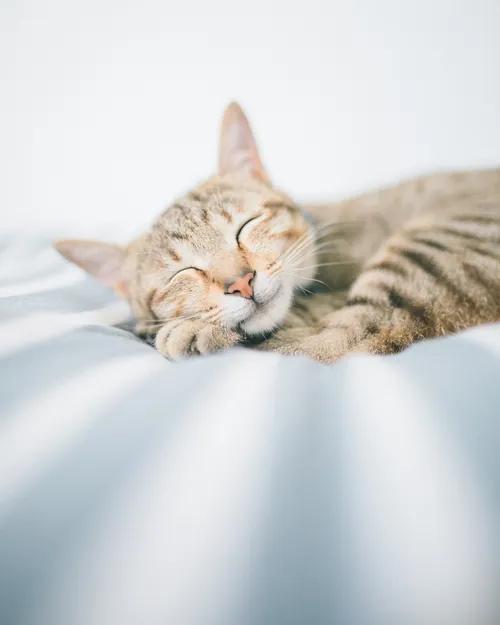 60多張有趣且可愛的貓看了讓人心情愉快