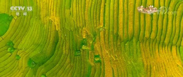 水稻最高畝產1123.87公斤 重新整理貴州省水稻高產紀錄