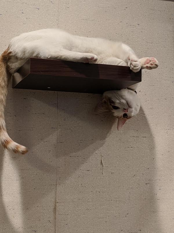 40張奇特而有趣的貓照片，看了讓人心情愉快