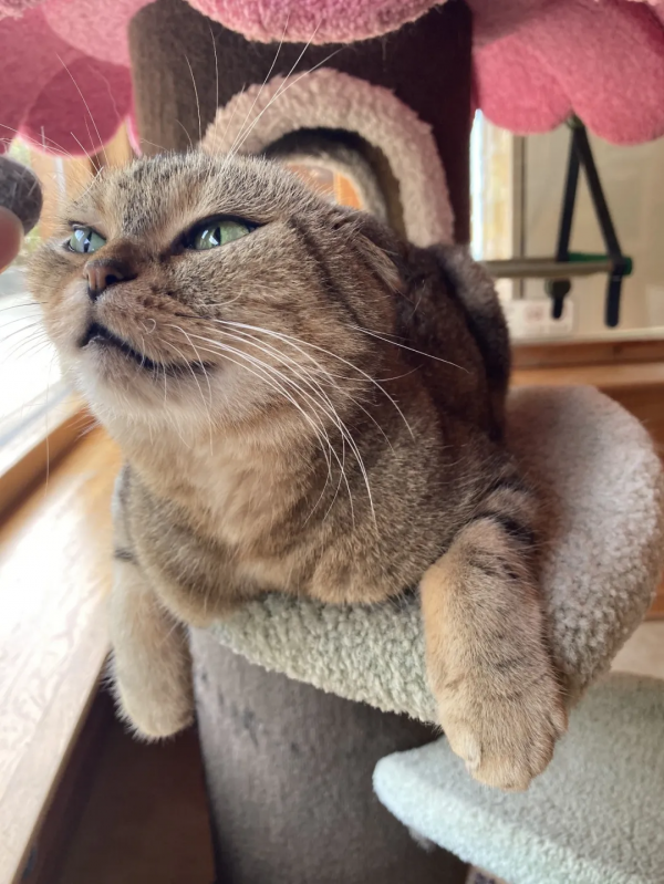 蘇格格|不出門可以做些什麼? 蘇格格|不出門可以做些什麼?