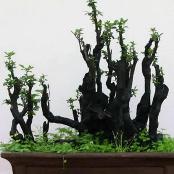 這“3種”香樹，家中養上1盆，香奈兒“5號”香水也比不過