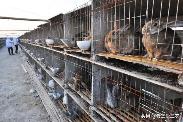 河北一老農，養兔安空調，一窩產11只，母兔利潤1000元，年入15萬