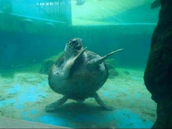 90個神奇照片，剛出生的小刺蝟，大白鯊的驚人尺寸，水上麻將桌椅