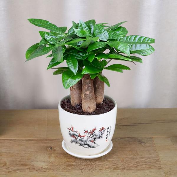 “窮養”5種花，用小花盆栽種，多曬少管更利於生長，又美又值錢