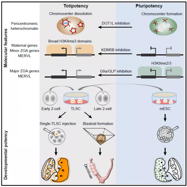 我國學者同一天發表6篇Nature，歐洲發現毒力更強的HIV變異株，馬斯克當選美國工程院院士丨一週科技導讀