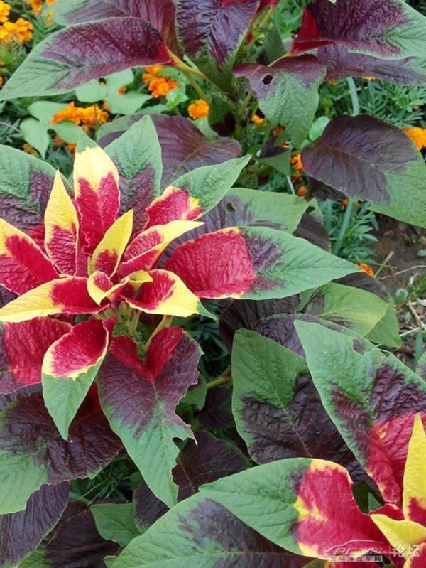 《百花集》(二百三十九) 《百花集》(二百三十九)