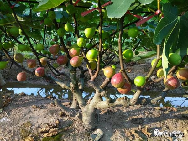 無花果怎麼修剪?來看看這些無花果修剪技術要點 無花果怎麼修剪?來看看這些無花果修剪技術要點