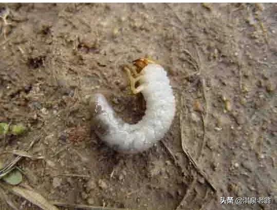 小麥地下害蟲防治策略