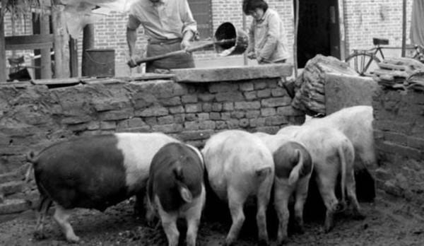毛主席提升豬的地位至“六畜”之首：一定要做到可以“有豬吃”