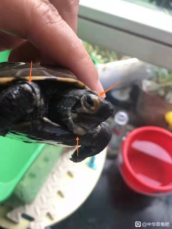 寵物龜腐皮怎麼治,嚴重危害龜的健康(3) 寵物龜腐皮怎麼治,嚴重危害龜的健康(3)