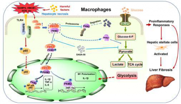 頂刊日報｜Gut：巨噬細胞在肝纖維化的關鍵作用