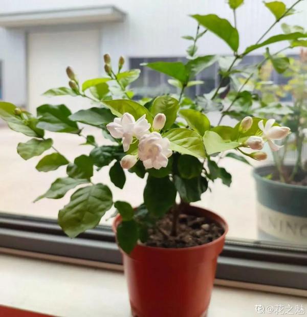 三伏天養花，澆水太難了，學好竅門是關鍵