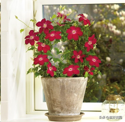 鐵線蓮早春養護攻略，做好這4件事，愛開花不立枯